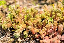 Attēlu rezultāti vaicājumam “Sedum hispanicum fruit”