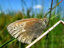 Attēlu rezultāti vaicājumam “Coenonympha tullia”