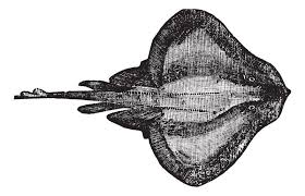 Image result for Dipturus batis