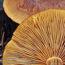 Attēlu rezultāti vaicājumam “Gymnopilus sapineus”