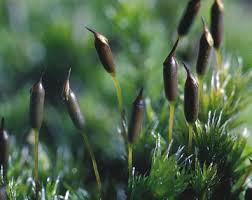 Attēlu rezultāti vaicājumam “Racomitrium heterostichum”