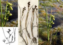 Attēlu rezultāti vaicājumam “Scheuchzeriaceae”