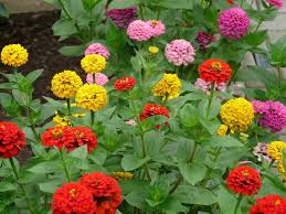 Image result for Zinnia violacea