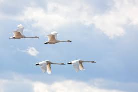 Image result for South Yorkshire Swans