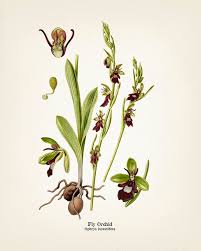 Attēlu rezultāti vaicājumam “Ophrys insectifera flower”