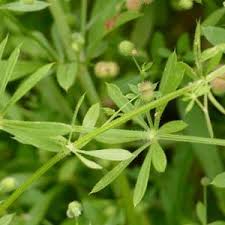 Attēlu rezultāti vaicājumam “Galium triflorum fruit”