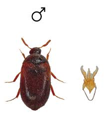 Attēlu rezultāti vaicājumam “Attagenus smirnovi”