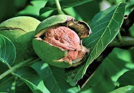 Attēlu rezultāti vaicājumam “Juglans regia”