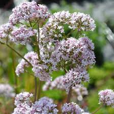 Attēlu rezultāti vaicājumam “Valeriana officinalis flower”