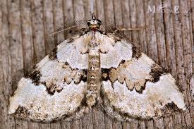 Attēlu rezultāti vaicājumam “Colostygia pectinataria”