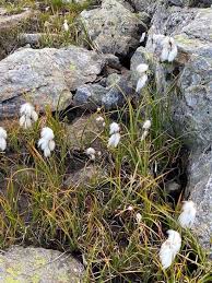 Attēlu rezultāti vaicājumam “Eriophorum angustifolium flower”