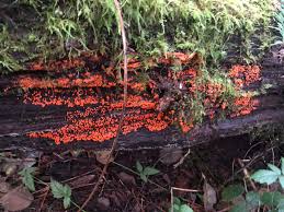 Attēlu rezultāti vaicājumam “Hemitrichia decipiens spores”