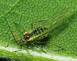 Attēlu rezultāti vaicājumam “Drepanosiphum platanoidis exuvia”