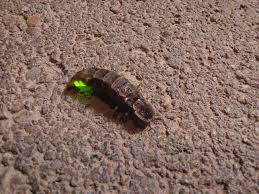 Attēlu rezultāti vaicājumam “Lampyris noctiluca”