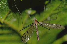 Attēlu rezultāti vaicājumam “Limoniidae”