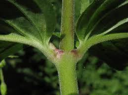 Attēlu rezultāti vaicājumam “Epilobium montanum”