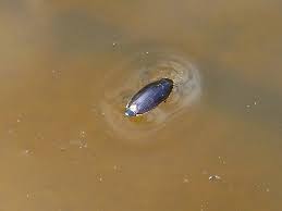 Attēlu rezultāti vaicājumam “Gyrinidae”