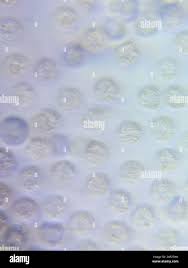 Attēlu rezultāti vaicājumam “Lycogala flavofuscum”