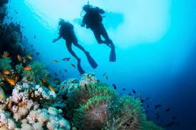 Image result for Maverick Divers