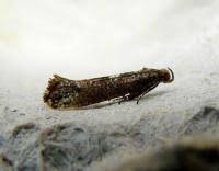 Attēlu rezultāti vaicājumam “Acrolepiopsis assectella”