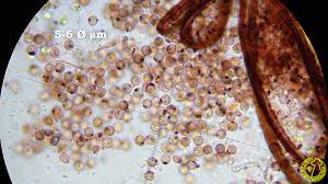 Attēlu rezultāti vaicājumam “Cribraria cancellata”