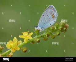 Attēlu rezultāti vaicājumam “Everes argiades male”