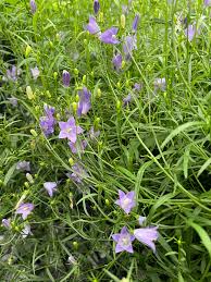 Attēlu rezultāti vaicājumam “Campanula rotundifolia”