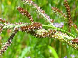 Attēlu rezultāti vaicājumam “Echinochloa crus-galli fruit”