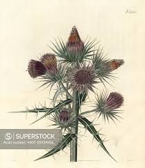 Image result for Ptilostemon afer