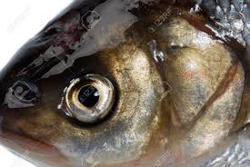 Image result for Leuciscus idus