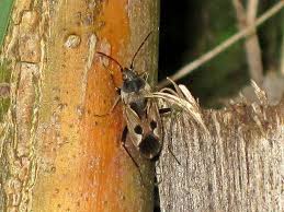 Image result for Rhyparochromus