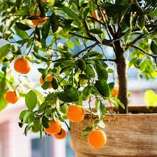 Bildergebnis für clementine