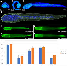 Attēlu rezultāti vaicājumam “Enteridium variabile macro”