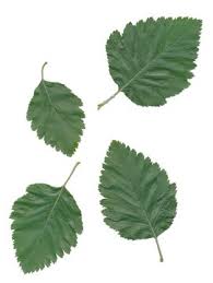 Attēlu rezultāti vaicājumam “Sorbus intermedia leaf”