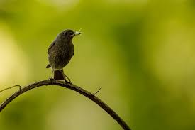 Attēlu rezultāti vaicājumam “Phoenicurus ochruros female”