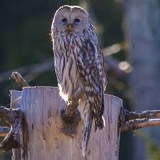 Attēlu rezultāti vaicājumam “Strix uralensis”