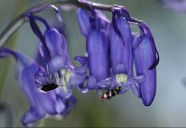 Attēlu rezultāti vaicājumam “Micropterix aureatella”