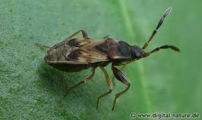 Attēlu rezultāti vaicājumam “Scolopostethus thomsoni”