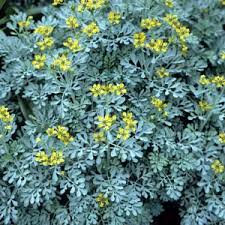 Image result for Ruta graveolens