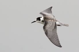 Attēlu rezultāti vaicājumam “Chlidonias niger”