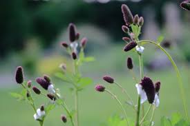 Attēlu rezultāti vaicājumam “Sanguisorba officinalis bud”