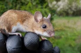 Attēlu rezultāti vaicājumam “Apodemus flavicollis”