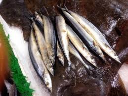 Image result for Paralichthys dentatus