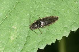 Attēlu rezultāti vaicājumam “Hemicrepidius sp.”