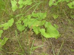 Attēlu rezultāti vaicājumam “Petasites spurius bud”
