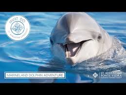 Image result for Adventure Dolphin