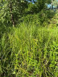 Attēlu rezultāti vaicājumam “Carex appropinquata fruit”