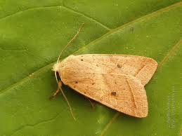 Attēlu rezultāti vaicājumam “Agrochola helvola imago”