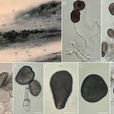 Attēlu rezultāti vaicājumam “Hyaloscypha hyalina”