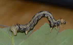 Attēlu rezultāti vaicājumam “Colotois pennaria”